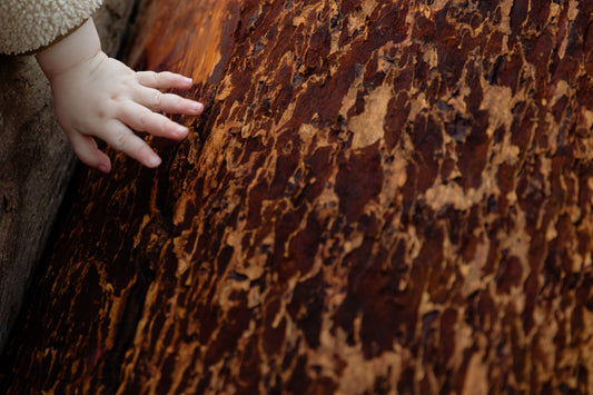 Embracing Nature: Why the Montessori Education System Prefers Natural Materials