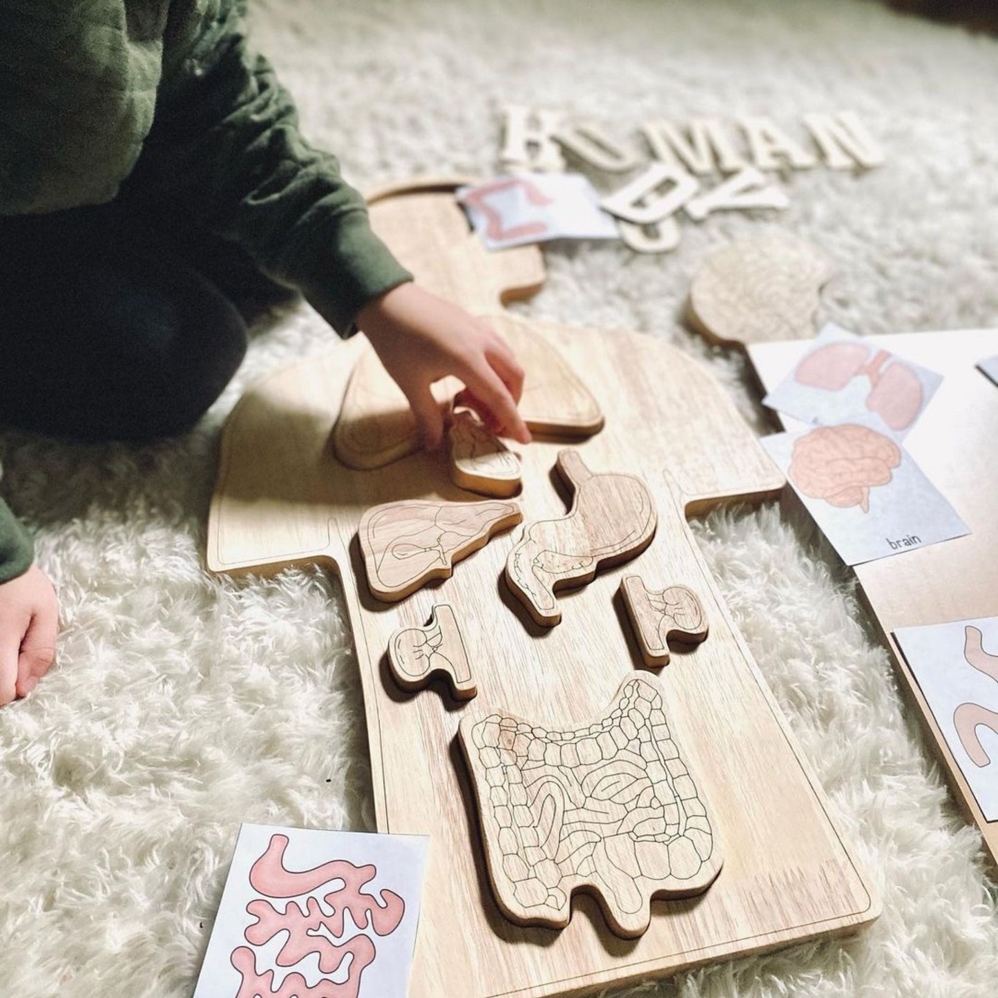 Wooden Anatomy Puzzle