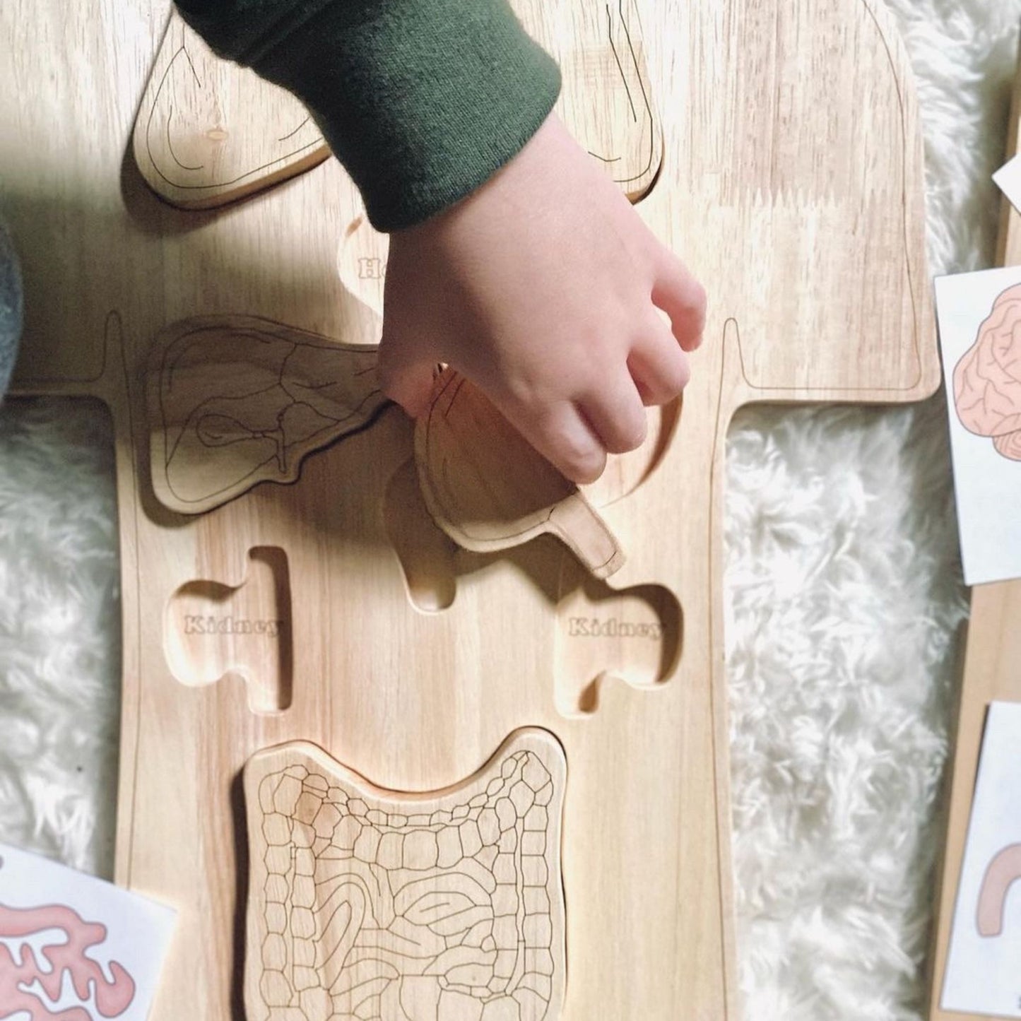 Wooden Anatomy Puzzle