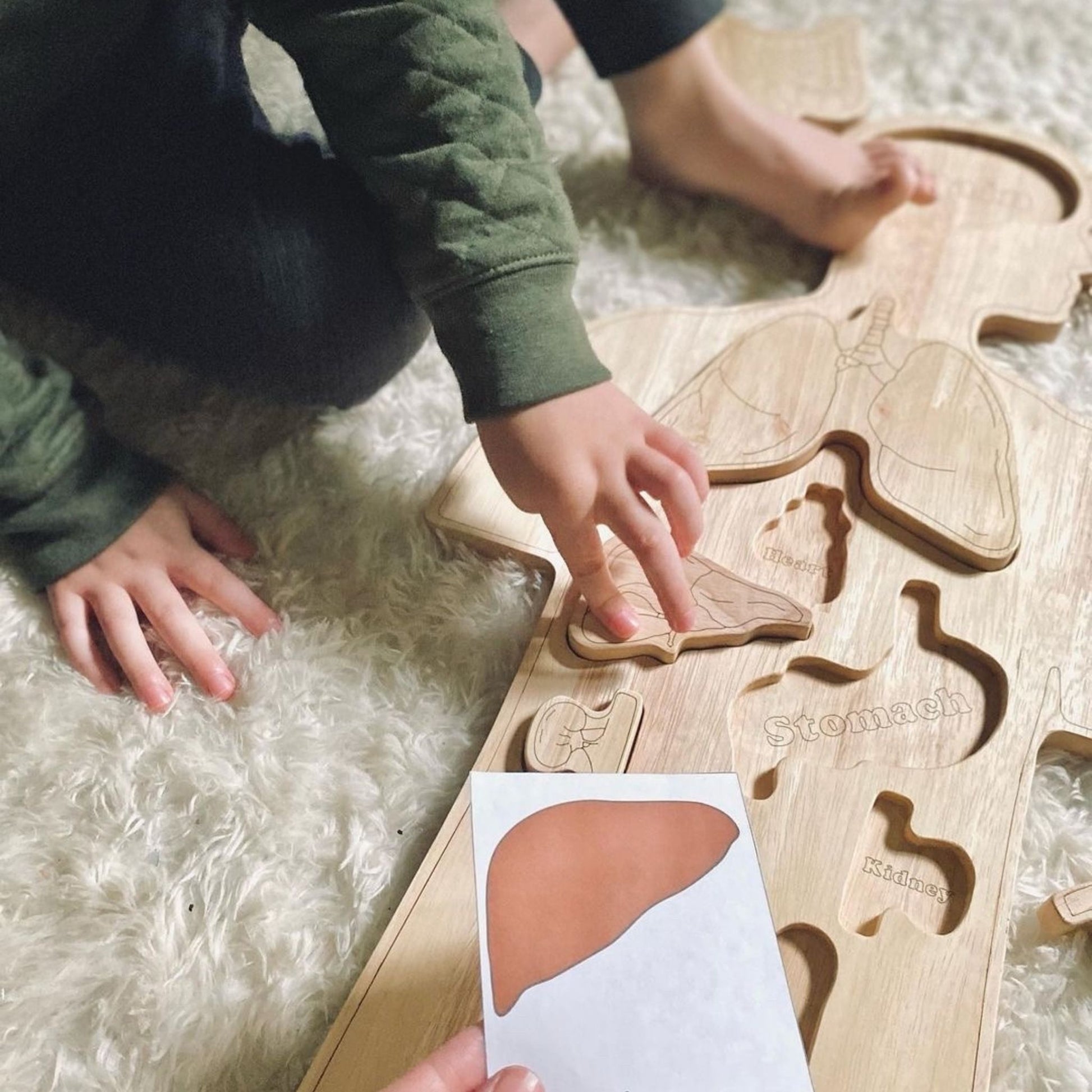 Wooden Anatomy Puzzle