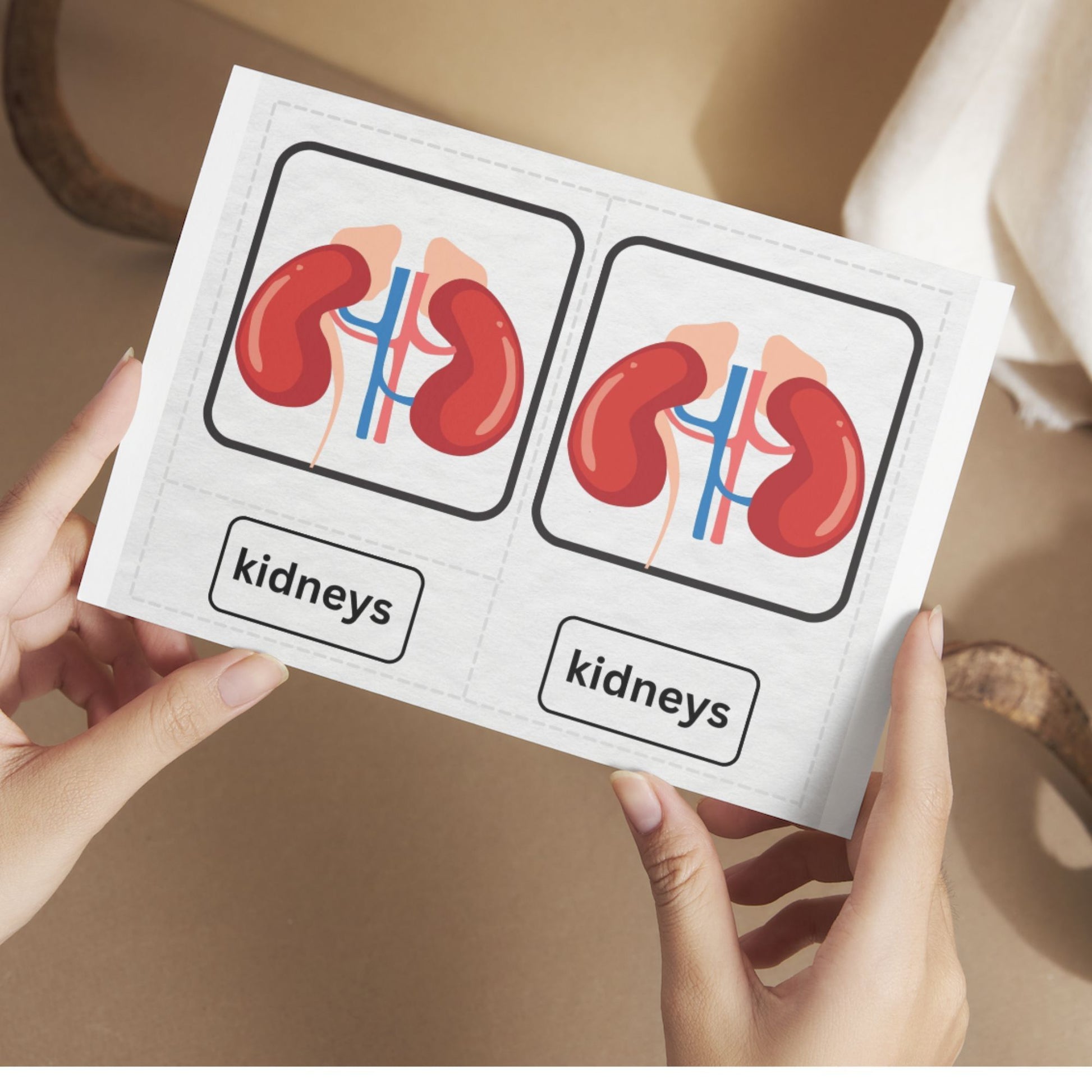 Montessori 3 part Cards - Internal Organs/ Anatomy - The Nurturing Nook