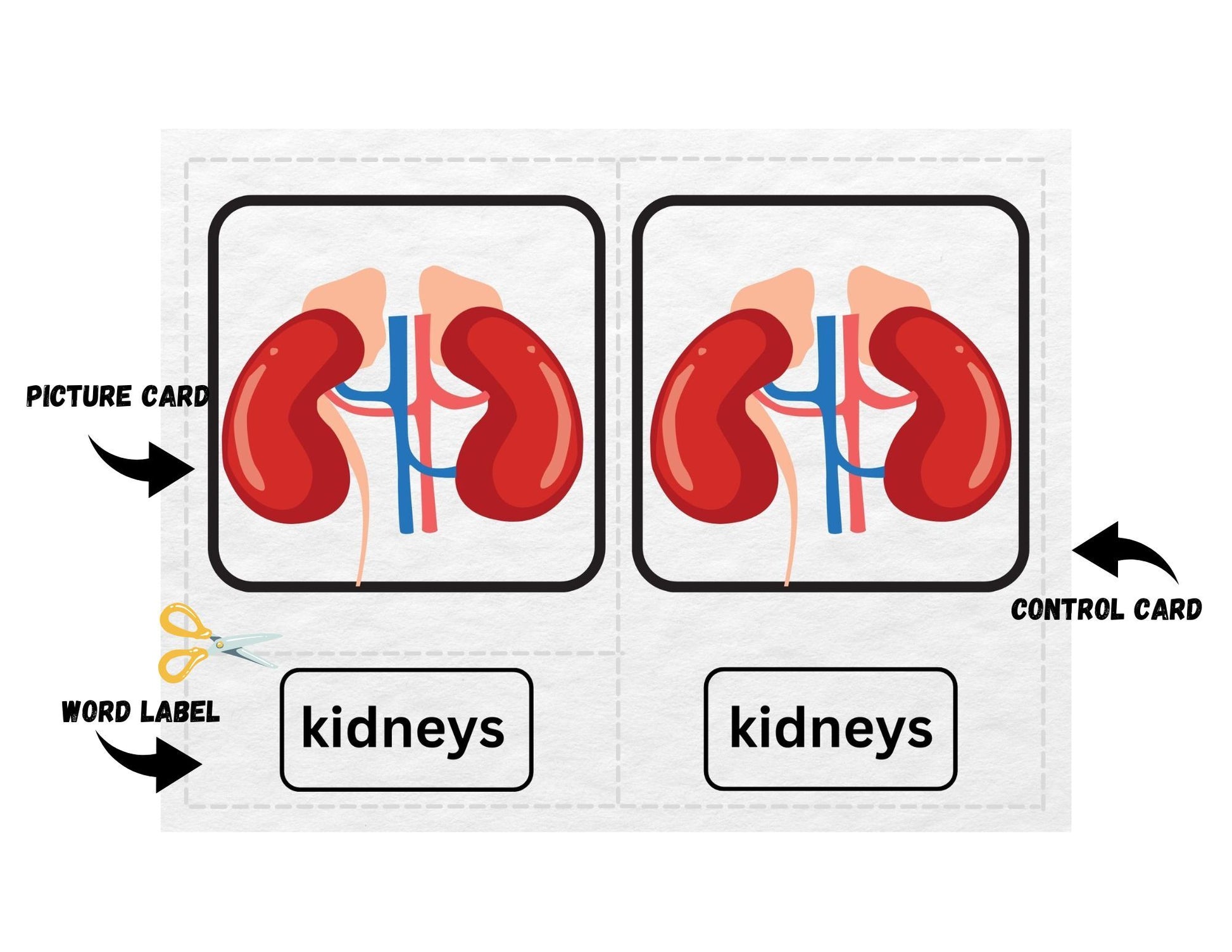 Montessori 3 part Cards - Internal Organs/ Anatomy - The Nurturing Nook